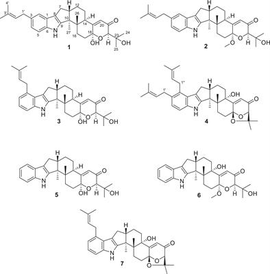 Indole-Terpenoids With Anti-inflammatory Activities From Penicillium sp. HFF16 Associated With the Rhizosphere Soil of Cynanchum bungei Decne